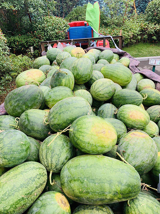 昌建&middot;君悦府爱心助瓜农，万斤西瓜免费送